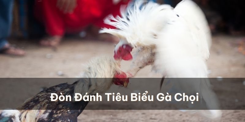 Nắm rõ kỹ thuật trong các lối đá của gà chọi sẽ nâng cao khả năng chiến thắng