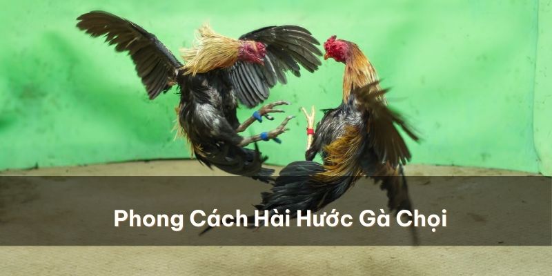 Phong cách đá gây hài hước trong các lối đá của gà chọi 