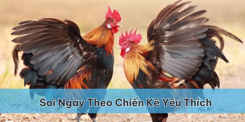 Soi thời điểm theo những chiến kê mình yêu thích